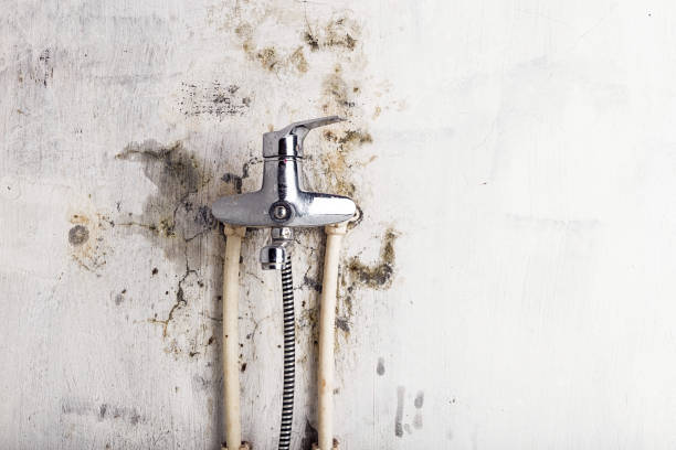 Best Home Mold Removal  in Branford Center, CT
