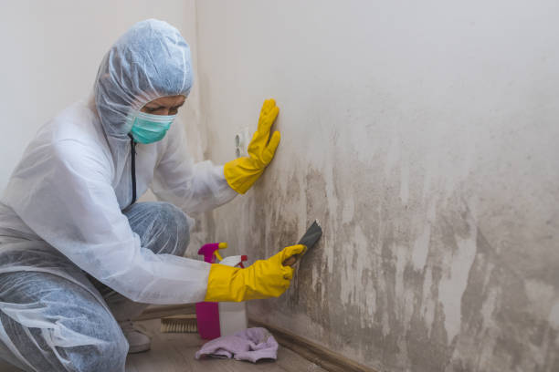 Home Mold Removal in Branford Center, CT