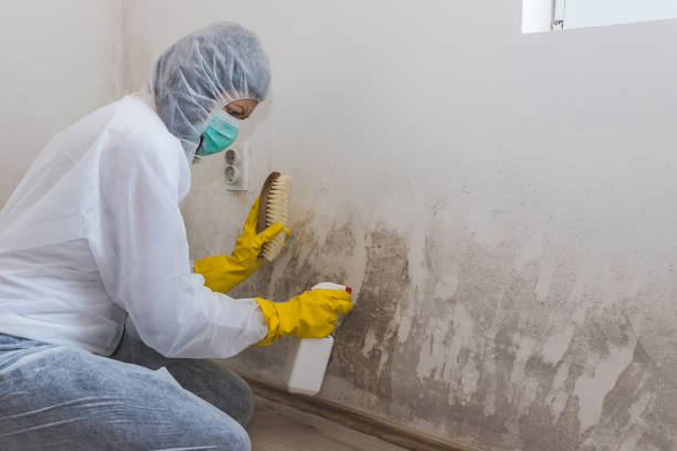 Best Residential Mold Removal  in Branford Center, CT