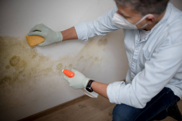 Best Same-Day Mold Removal  in Branford Center, CT
