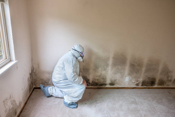 Best Mold Testing  in Branford Center, CT