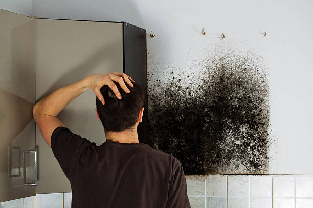 Best Professional Mold Removal  in Branford Center, CT