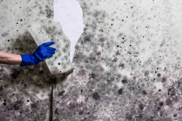 Best Mold Damage Repair  in Branford Center, CT