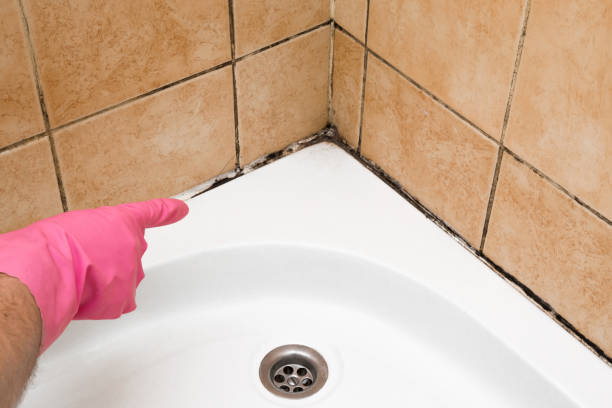 Best Local Mold Removal Service  in Branford Center, CT